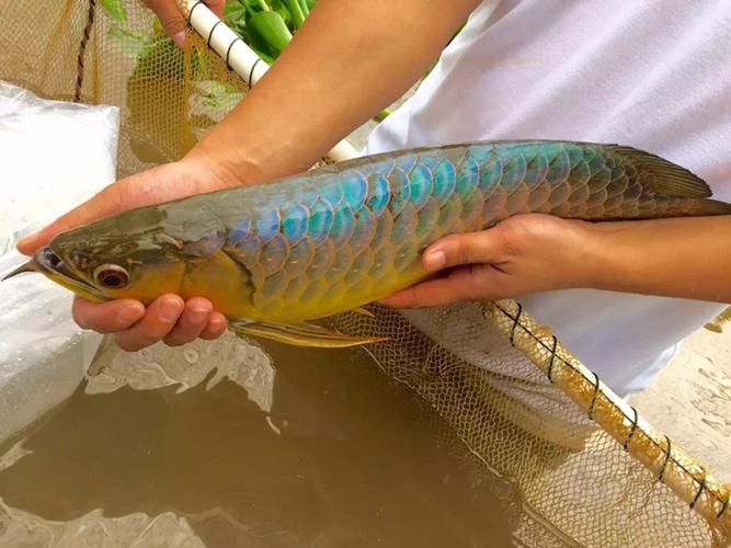 給我一些辨別李亞四龍魚真偽的圖片，如何辨別李亞四龍魚的真偽？