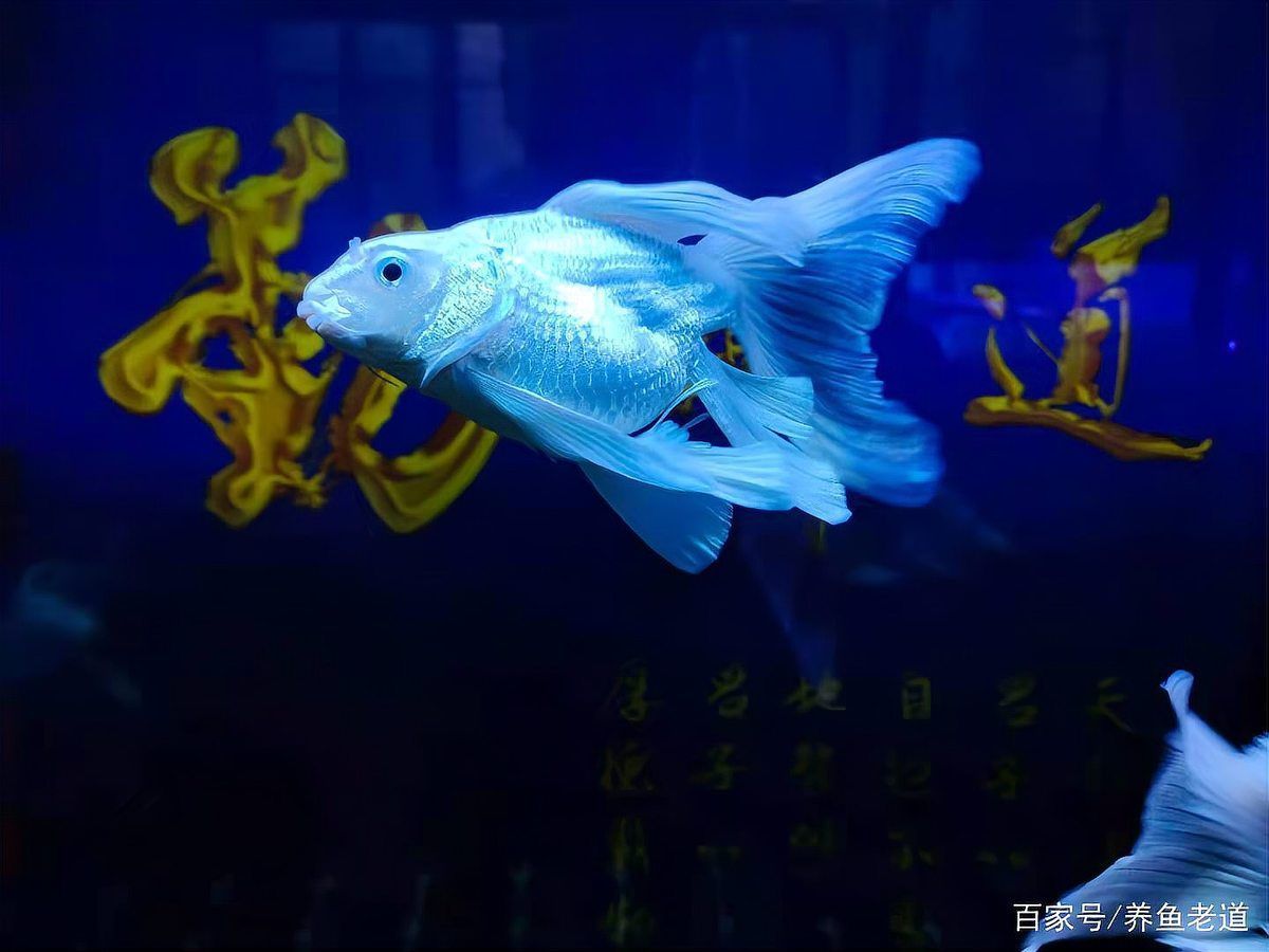 如何判斷龍魚鱗片損傷是否感染？，如何判斷龍魚鱗片損傷是否感染1000字內容和配圖 如何判斷龍魚鱗片損傷是否感染？，如何判斷龍魚鱗片損傷是否感染1000字內容和配圖 龍魚百科 第11張