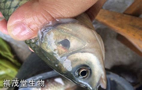 龍魚鰓部疾病有哪些治療方法？，如何治療龍魚鰓部疾病