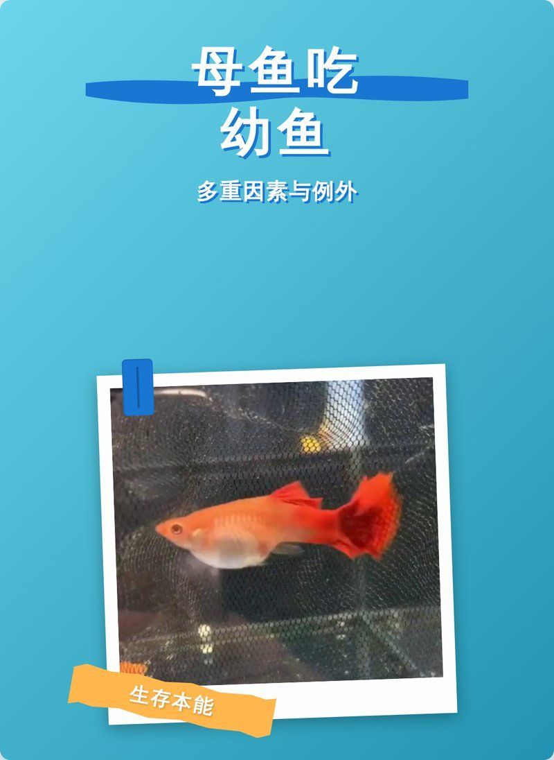 如何判斷母魚是否還吃小魚，如何判斷母魚是否還吃小魚，母魚吃小魚