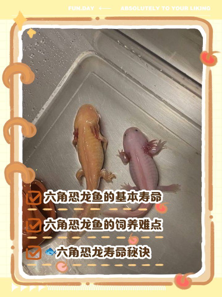 六角龍魚(yú)能活多久，六角龍魚(yú)能活多久，