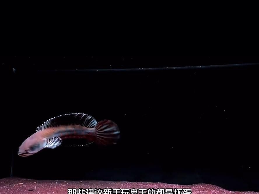 推薦一些適合新手的雷龍魚品種，新手養雷龍魚品種推薦：新手養雷龍魚品種推薦，新手養雷龍魚 推薦一些適合新手的雷龍魚品種，新手養雷龍魚品種推薦：新手養雷龍魚品種推薦，新手養雷龍魚 龍魚百科 第2張