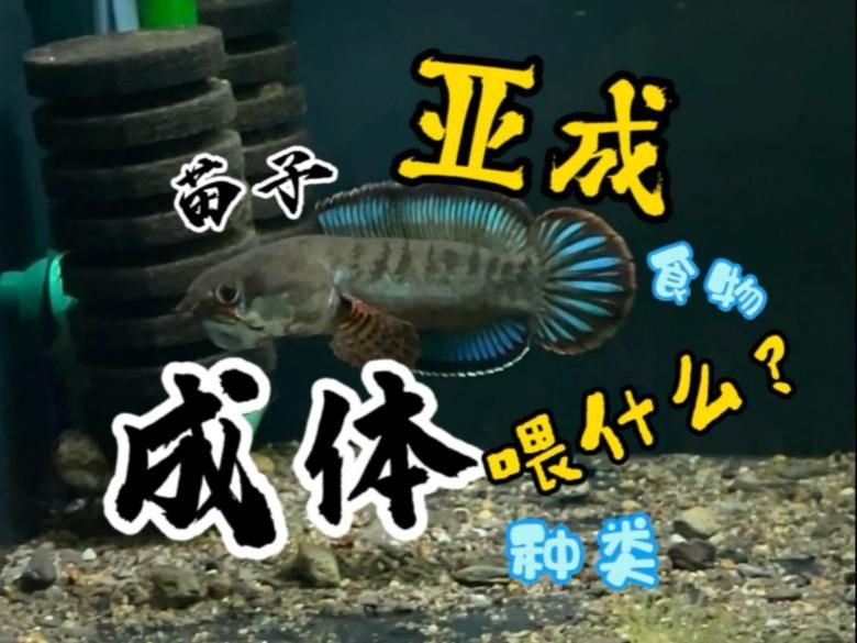 龍魚吃活食多久一次合適？，龍魚吃活食多久一次合適