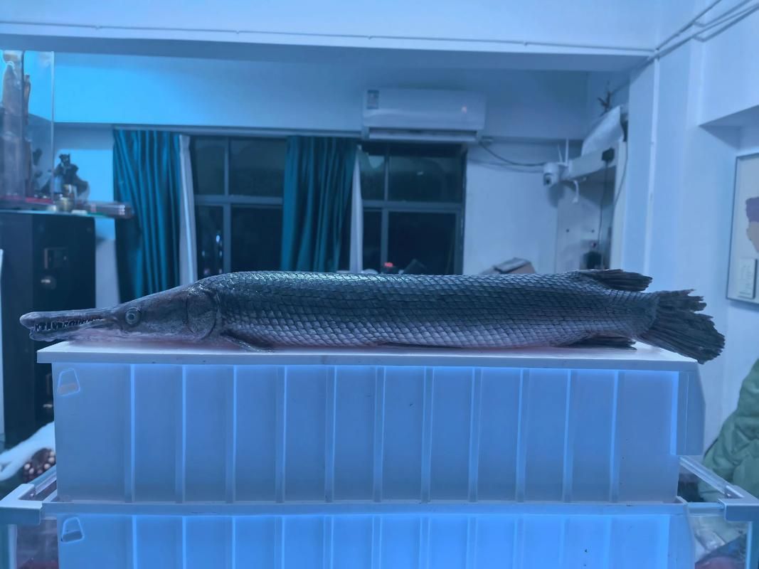 哪些魚缸適合兇猛魚？，——————專業(yè)級配置詳解