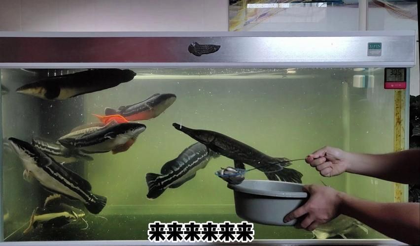 哪些魚缸適合兇猛魚？，——————專業級配置詳解