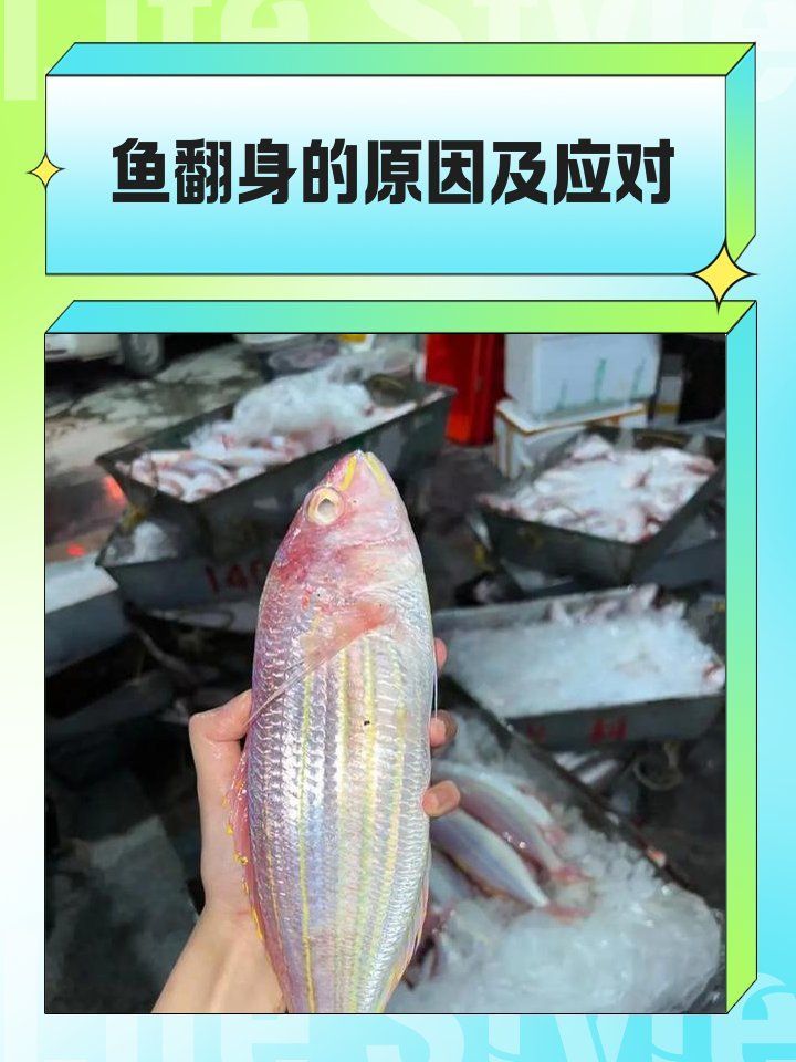 如何預防金龍魚翻身，如何防止金龍魚翻身 如何預防金龍魚翻身，如何防止金龍魚翻身 龍魚百科 第2張