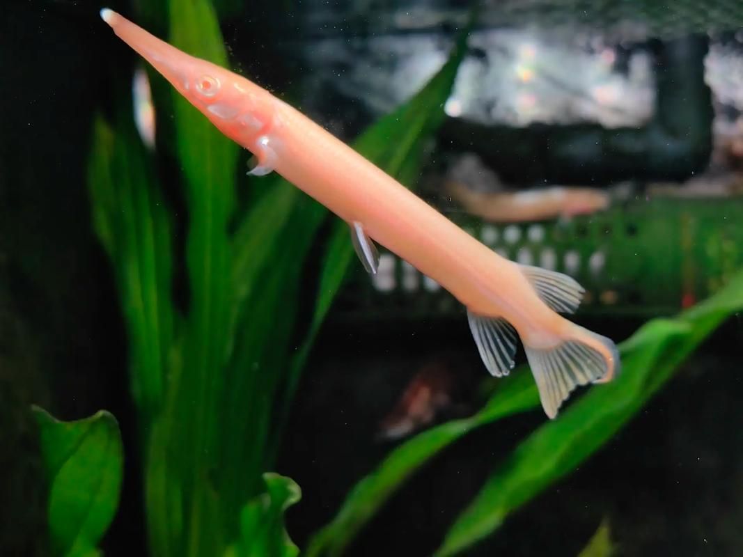 紅眼黃化幽靈火箭魚如何飼養(yǎng)？，紅眼黃化幽靈火箭魚如何飼養(yǎng)