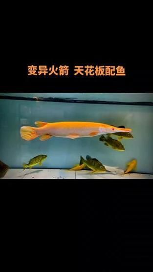 紅眼黃化幽靈火箭魚如何飼養(yǎng)？，紅眼黃化幽靈火箭魚如何飼養(yǎng)