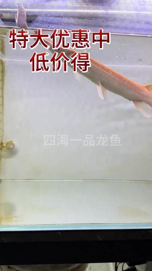 紅眼黃化幽靈火箭魚如何飼養？，紅眼黃化幽靈火箭魚如何飼養