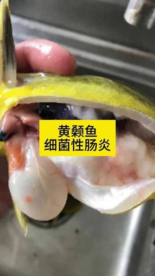 魚得腸炎的癥狀圖片，如何判斷魚是否得了腸炎 魚得腸炎的癥狀圖片，如何判斷魚是否得了腸炎 龍魚百科 第5張