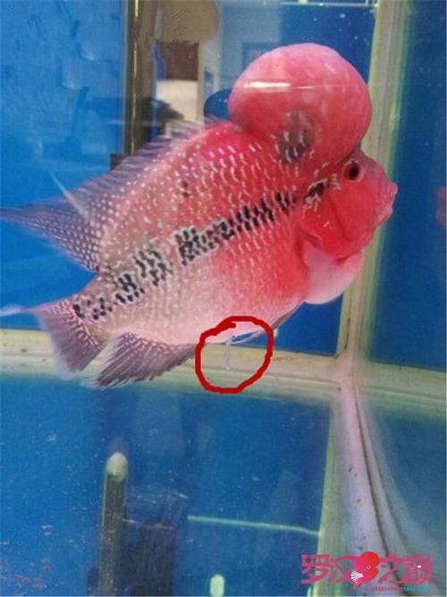 魚得腸炎的癥狀圖片，如何判斷魚是否得了腸炎 魚得腸炎的癥狀圖片，如何判斷魚是否得了腸炎 龍魚百科 第4張