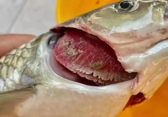 魚得腸炎的癥狀圖片，如何判斷魚是否得了腸炎 魚得腸炎的癥狀圖片，如何判斷魚是否得了腸炎 龍魚百科 第1張