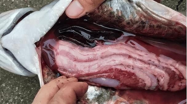 魚得腸炎的癥狀圖片，如何判斷魚是否得了腸炎 魚得腸炎的癥狀圖片，如何判斷魚是否得了腸炎 龍魚百科 第3張