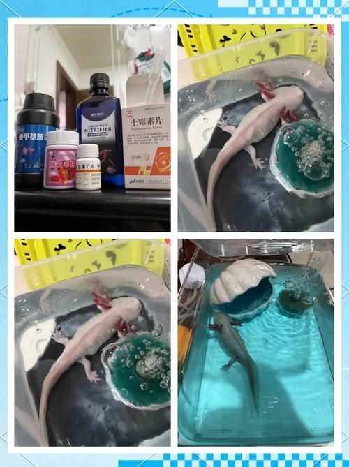 如何預防六角恐龍魚生病？，如何科學預防六角恐龍魚生病