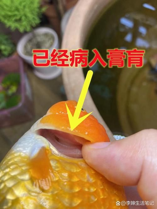 金龍魚病證大全PDF版,權威養殖金龍魚常見病證詳解金龍魚常見病因及防治方法 龍魚百科 第4張 金龍魚病證大全PDF版,權威養殖金龍魚常見病證詳解金龍魚常見病因及防治方法 金龍魚病證大全PDF版,權威養殖金龍魚常見病證詳解金龍魚常見病因及防治方法 龍魚百科 第4張