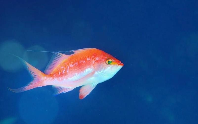 如何區(qū)分馬拉莫寶石魚雌雄？，如何區(qū)分馬拉莫寶石魚的雌雄？ 如何區(qū)分馬拉莫寶石魚雌雄？，如何區(qū)分馬拉莫寶石魚的雌雄？ 龍魚百科 第3張
