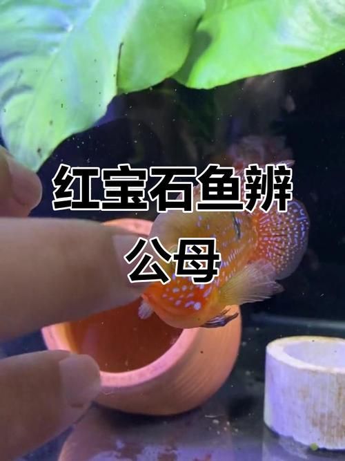 如何區(qū)分馬拉莫寶石魚雌雄？，如何區(qū)分馬拉莫寶石魚的雌雄？ 如何區(qū)分馬拉莫寶石魚雌雄？，如何區(qū)分馬拉莫寶石魚的雌雄？ 龍魚百科 第2張