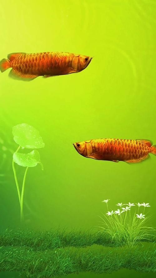 如何選購合適的金龍魚壁紙,如何選擇合適的金龍魚壁紙 龍魚百科 第3張 如何選購合適的金龍魚壁紙,如何選擇合適的金龍魚壁紙 如何選購合適的金龍魚壁紙,如何選擇合適的金龍魚壁紙 龍魚百科 第3張