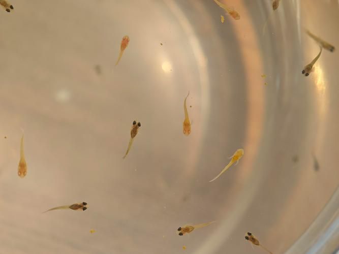 元寶鳳凰魚如何繁殖？