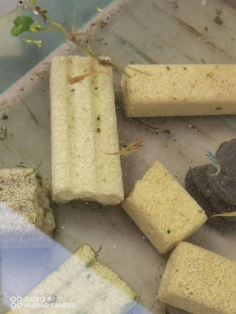 元寶鳳凰魚如何繁殖？