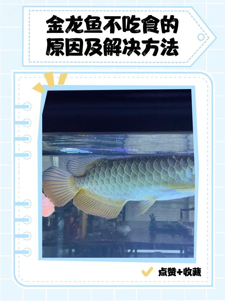 如何判斷金龍魚是否生病，如何判斷金龍魚是否生病的五大核心判斷金龍魚是否生病