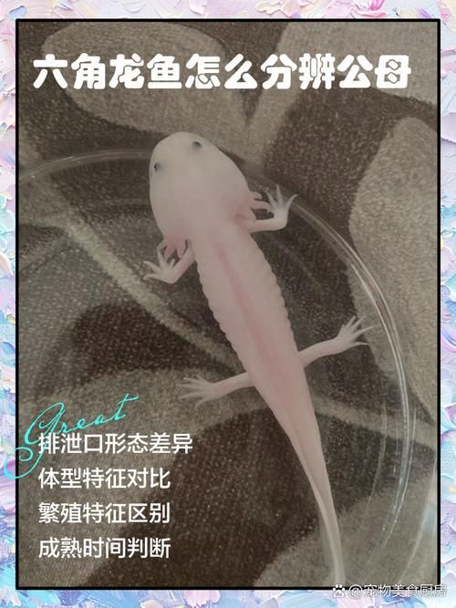 六角龍魚(yú)的價(jià)格受哪些因素影響，六角龍魚(yú)價(jià)格受哪些因素影響六角龍魚(yú)的價(jià)格受哪些因素影響 六角龍魚(yú)的價(jià)格受哪些因素影響，六角龍魚(yú)價(jià)格受哪些因素影響六角龍魚(yú)的價(jià)格受哪些因素影響 龍魚(yú)百科 第1張