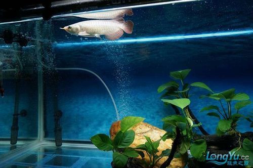 給我一些紅龍魚的幼魚圖片，紅龍魚幼魚幼魚的圖片展示了它們的自然狀態(tài)和成長過程