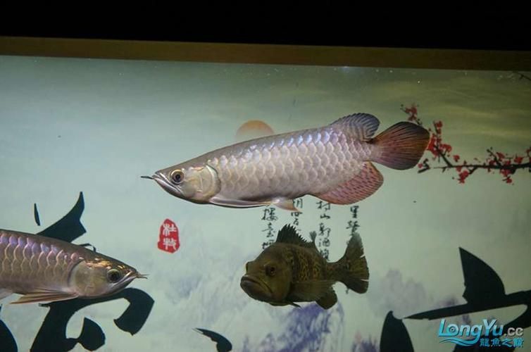 給我一些紅龍魚的幼魚圖片，紅龍魚幼魚幼魚的圖片展示了它們的自然狀態(tài)和成長過程