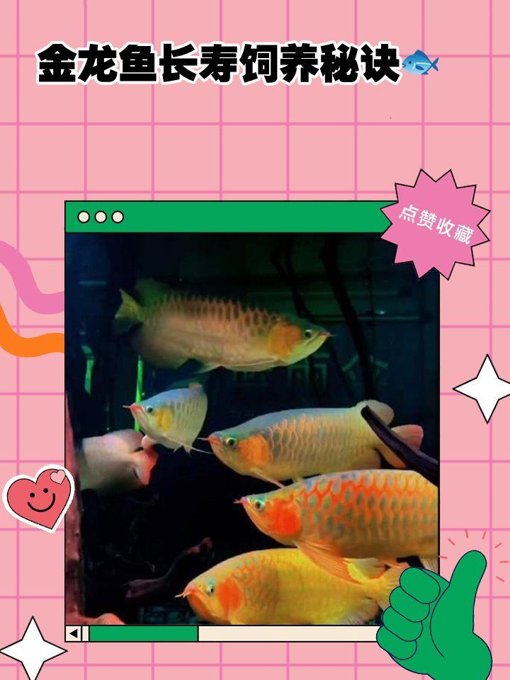 如何改善金龍魚的健康狀況，如何改善金龍魚健康狀況