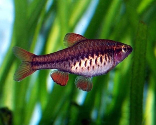 如何判斷玫瑰銀版魚是否健康？，——科學診斷玫瑰銀版魚是否健康