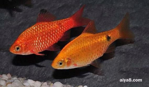 如何判斷玫瑰銀版魚是否健康？，——科學(xué)診斷玫瑰銀版魚是否健康