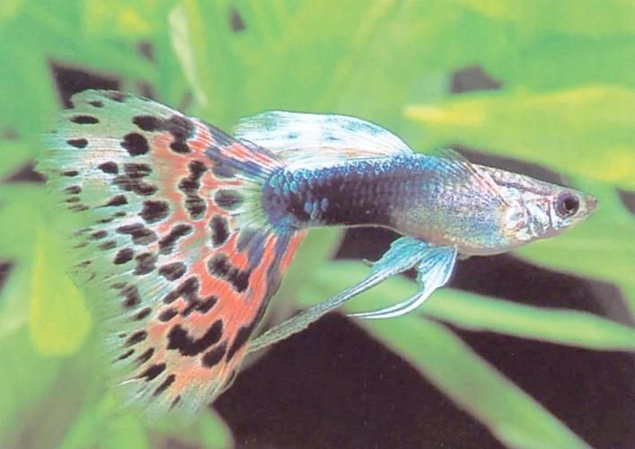 如何預防魚爛尾病復發，如何判斷魚是否患上爛尾病 如何預防魚爛尾病復發，如何判斷魚是否患上爛尾病 龍魚百科 第5張