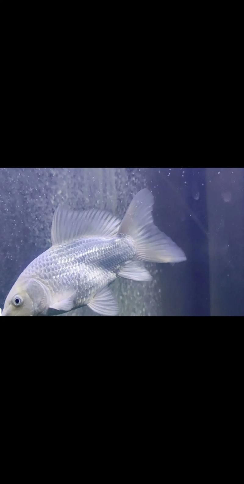 如何預防魚爛尾病復發，如何判斷魚是否患上爛尾病 如何預防魚爛尾病復發，如何判斷魚是否患上爛尾病 龍魚百科 第3張