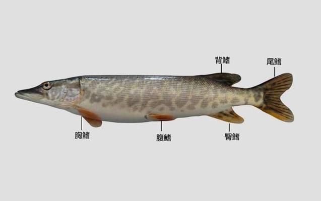 如何預防魚爛尾病復發，如何判斷魚是否患上爛尾病 如何預防魚爛尾病復發，如何判斷魚是否患上爛尾病 龍魚百科 第2張