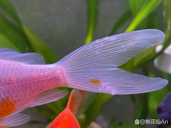 如何預防魚爛尾病復發，如何判斷魚是否患上爛尾病 如何預防魚爛尾病復發，如何判斷魚是否患上爛尾病 龍魚百科 第4張