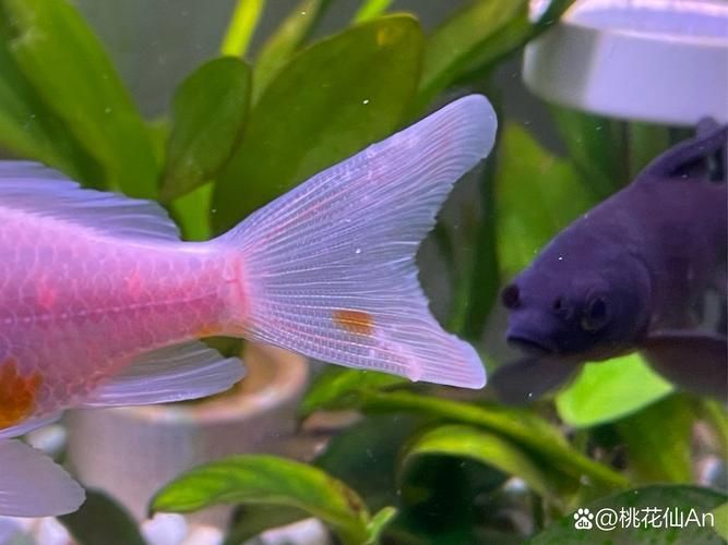 如何預防魚爛尾病復發，如何判斷魚是否患上爛尾病 如何預防魚爛尾病復發，如何判斷魚是否患上爛尾病 龍魚百科 第1張