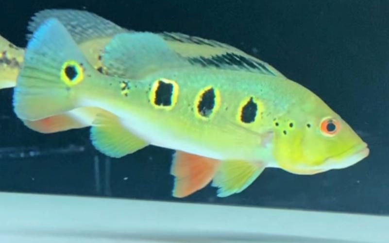 藍帆三間魚發色后多久會穩定？，如何判斷藍帆三間魚發色后多久會穩定？