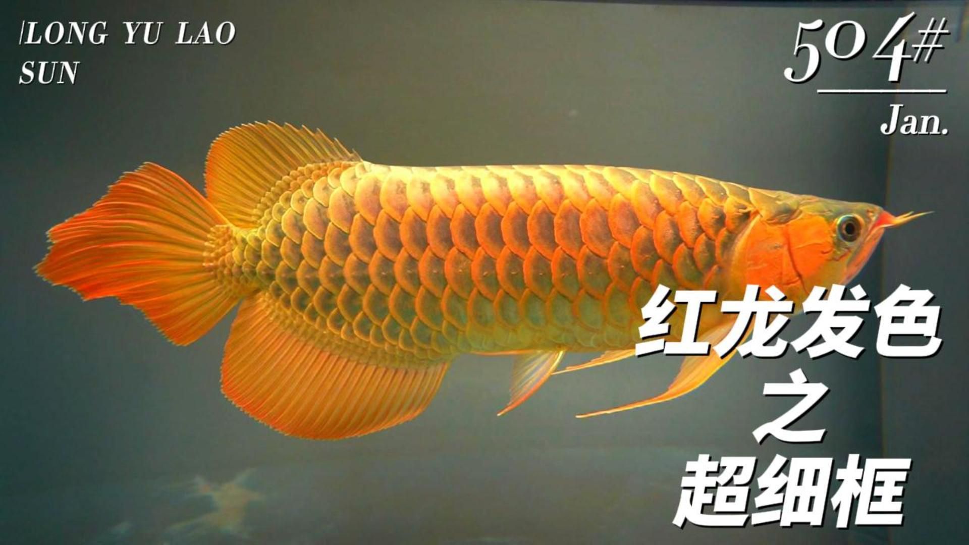 給我推薦一些龍魚發色秘訣視頻，關于龍魚發色的秘訣