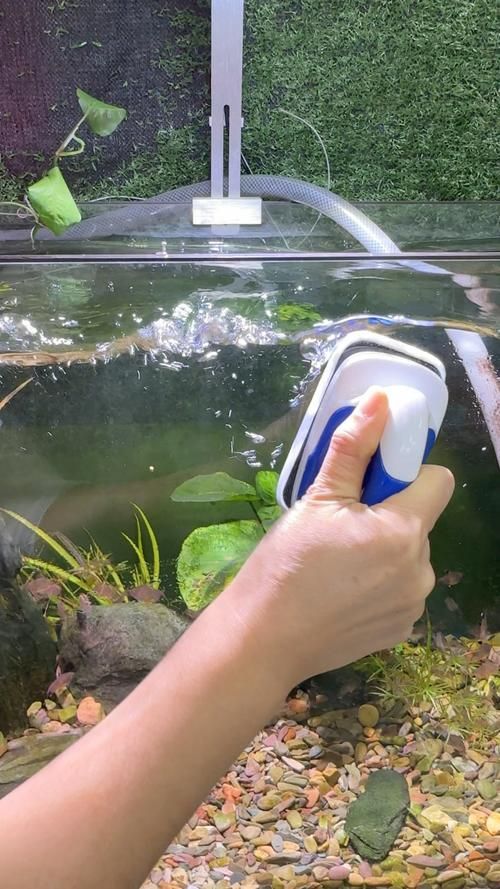 有哪些魚缸清潔維護技巧，魚缸清潔技巧
