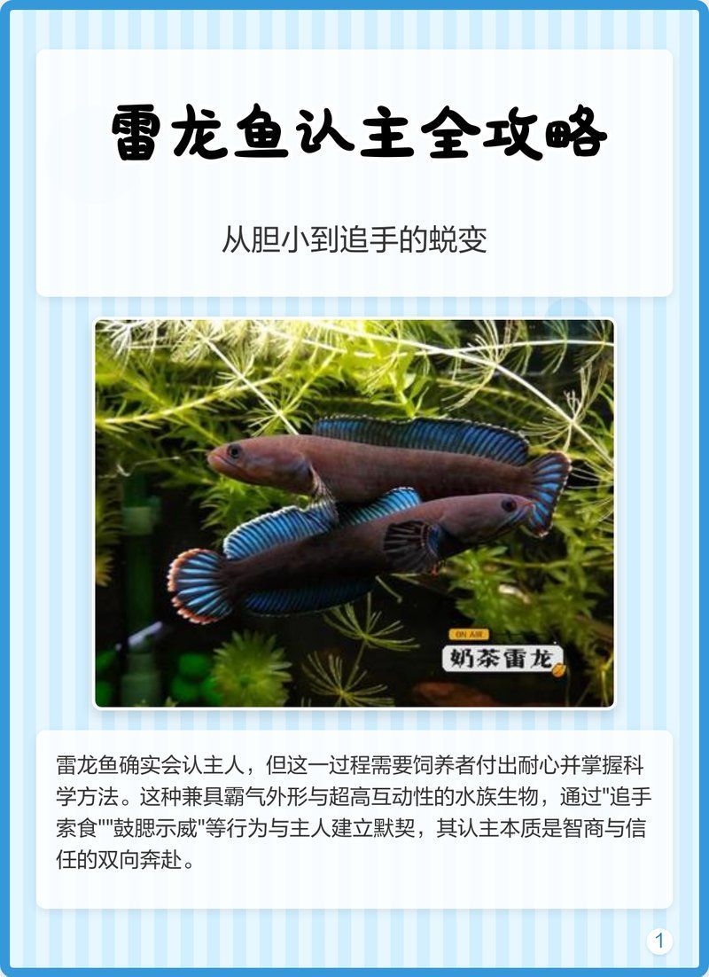 能給出更多龍魚認主人的訓練技巧嗎，如何判斷龍魚是否認主？ 能給出更多龍魚認主人的訓練技巧嗎，如何判斷龍魚是否認主？ 龍魚百科 第2張