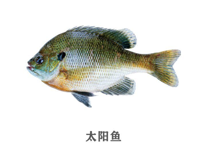 有哪些機構可以接收放生的四爪恐龍魚？，“四爪恐龍魚”可以接收放生的四爪恐龍魚并非真實物種