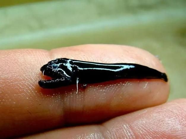 如何保護(hù)深海龍魚(yú)的棲息地，關(guān)于深海龍魚(yú)棲息地保護(hù)