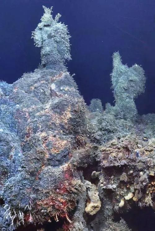 如何保護深海龍魚的棲息地，關于深海龍魚棲息地保護