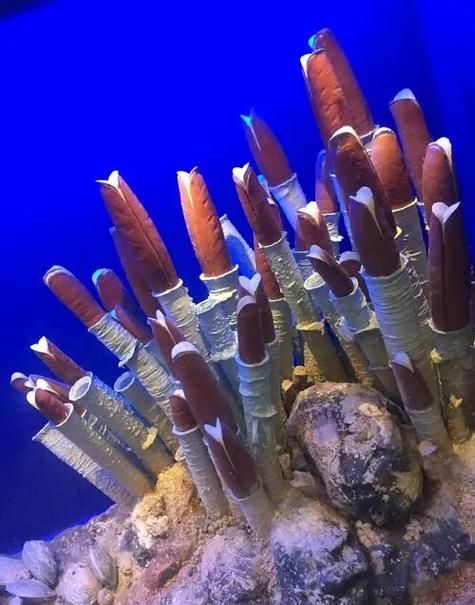 如何保護深海龍魚的棲息地，關于深海龍魚棲息地保護