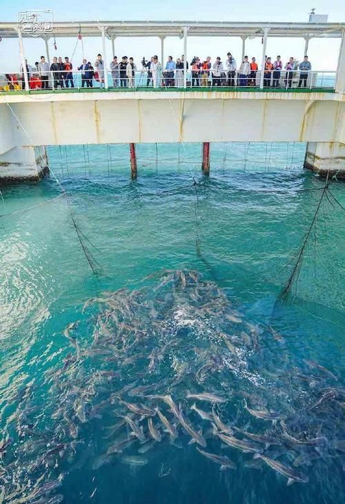 樂(lè)東黎族龍魚(yú)養(yǎng)殖有哪些挑戰(zhàn)，樂(lè)東黎族觀賞魚(yú)養(yǎng)殖的挑戰(zhàn)