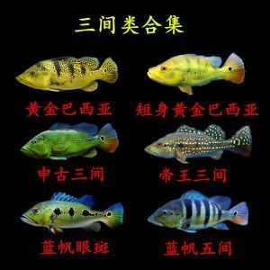 如何判斷巴西亞魚的品質？，如何判斷巴西亞魚