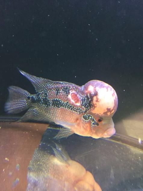 有哪些紅龍魚混養失敗案例，紅龍魚混養失敗案例
