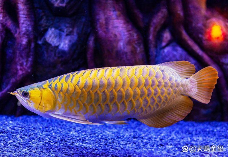 金龍魚水質要求詳解，【百科知識】‖熟記金龍魚養殖七大注意事項