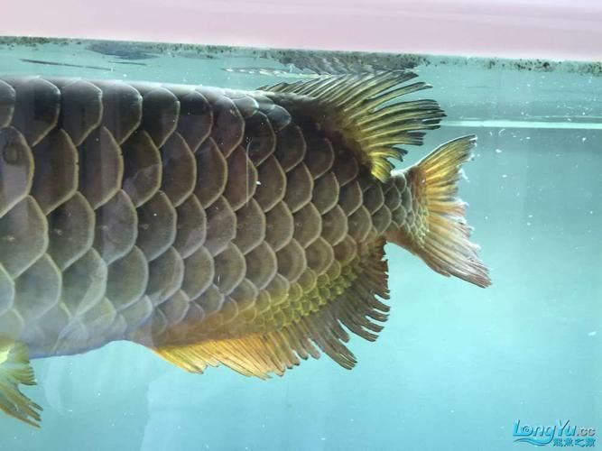 如何判斷龍魚鰭爛是否好轉