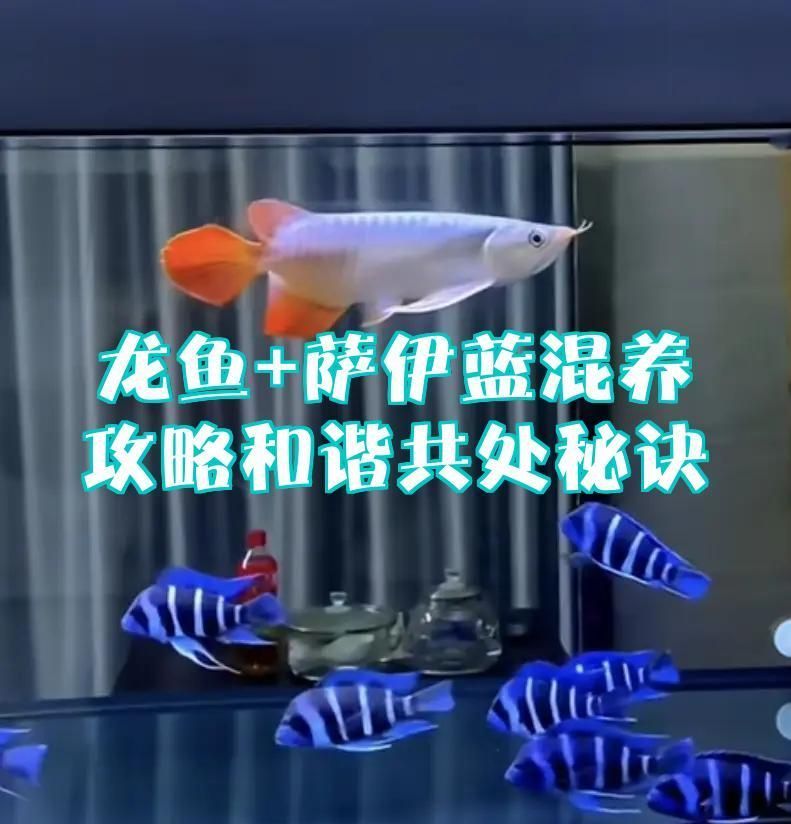 薩伊藍(lán)六間適合混養(yǎng)哪些龍魚？，薩伊藍(lán)六間適合混養(yǎng)哪些龍魚?